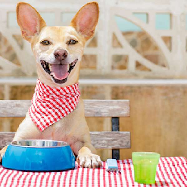 Pets Go Gluten-Free, Non-GMO Just Like Their Owners