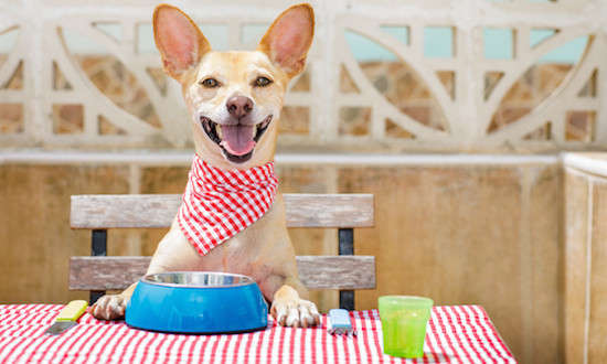 Pets Go Gluten-Free, Non-GMO Just Like Their Owners